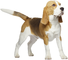 beagle_stehend Beagle