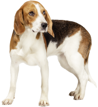 Beagle