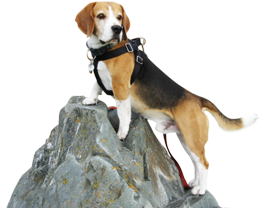 Beagle